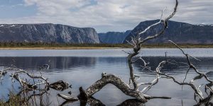 A gnarled tree lies dramatically in the water of Western Brook pond in Gros Morne National Park