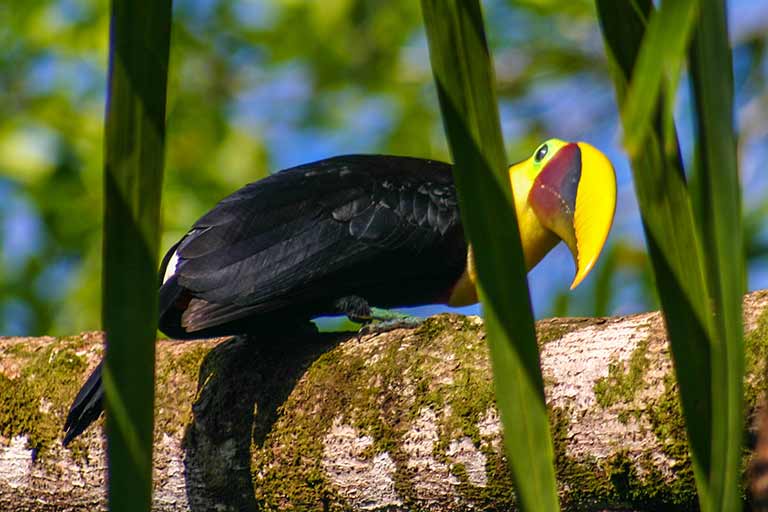 Travel Osa Peninsula Costa Rica with kids