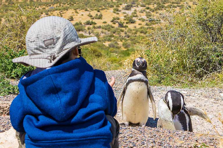 boy walking with penguins in Punta Tombo Argentina