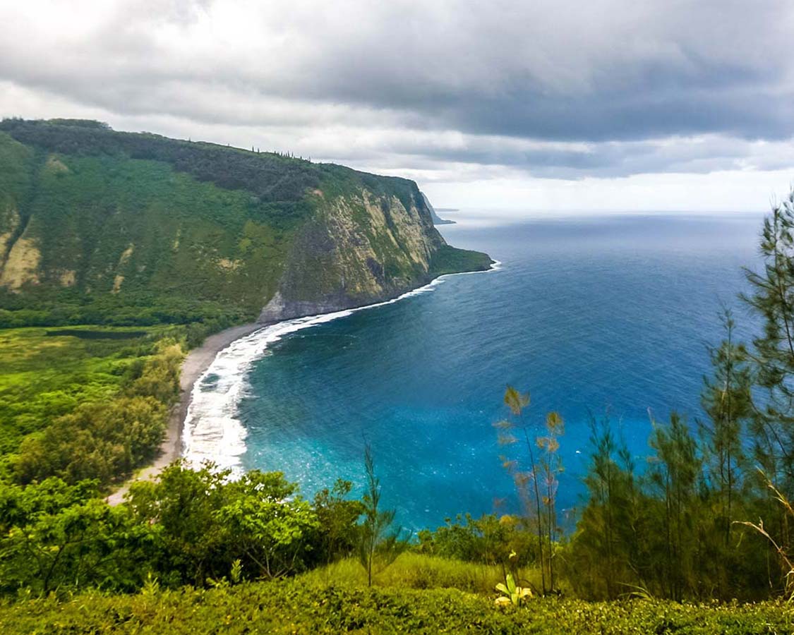 Mugwort in Hawaii’s Big Island Unveiling the Presence and Significance