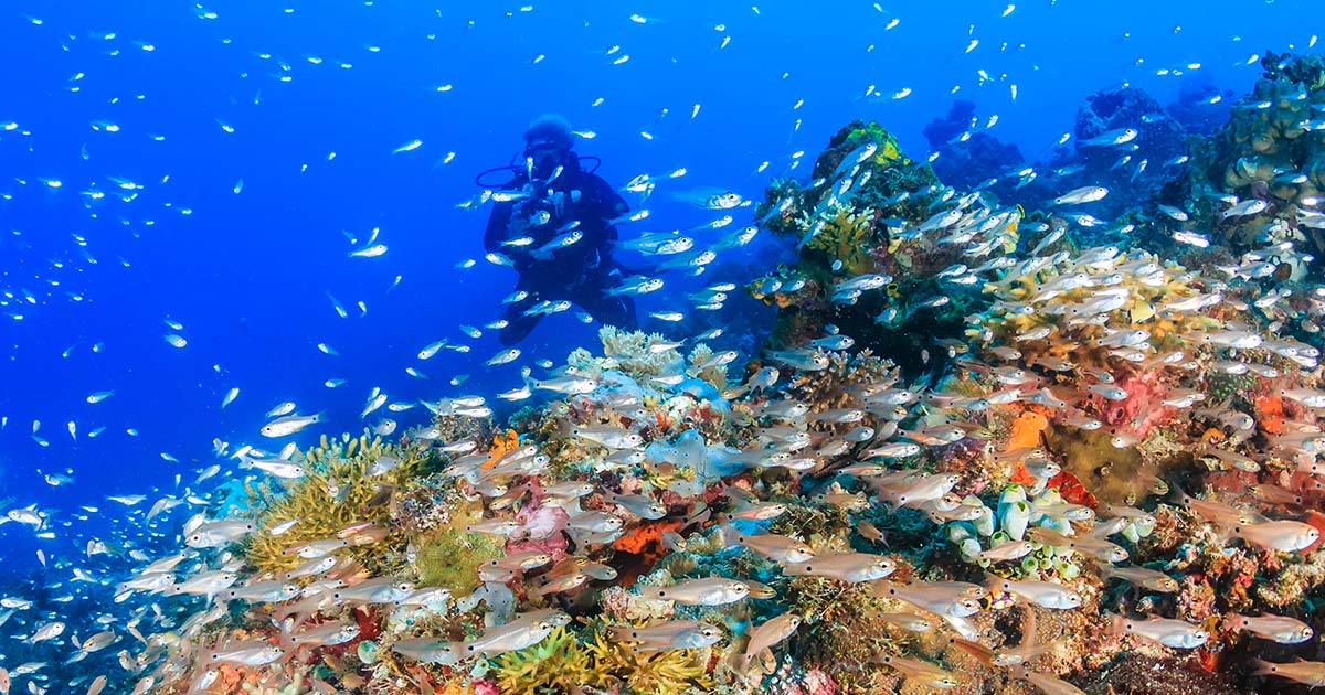 The Best Diving Destinations In The Caribbean For Families Adventure
