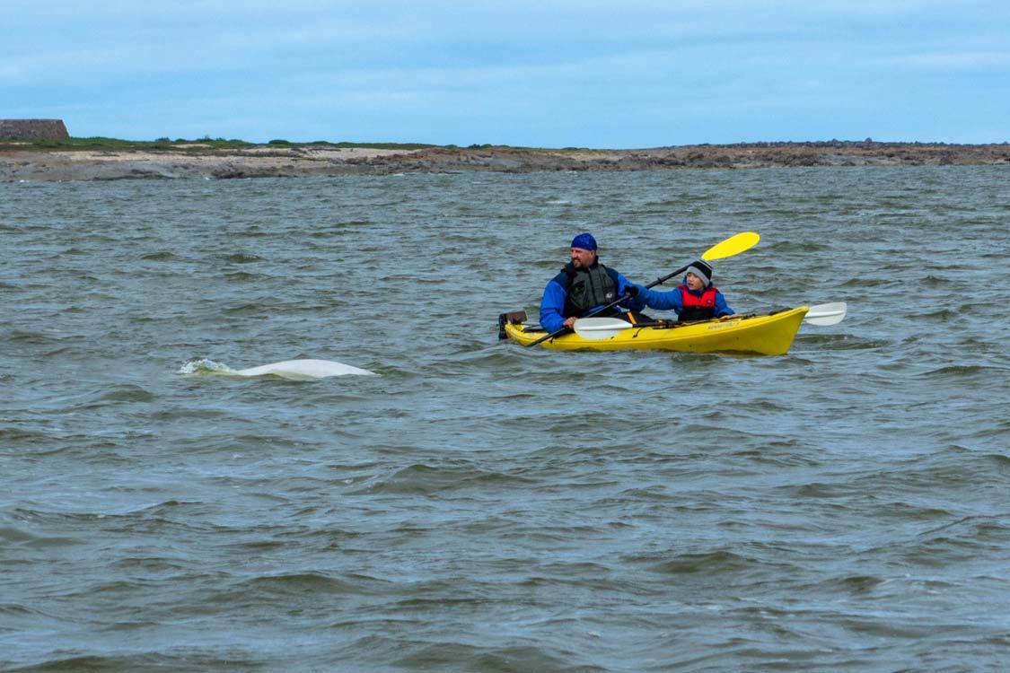 Kayaking With Beluga Whales In Churchill Manitoba Adventure Family