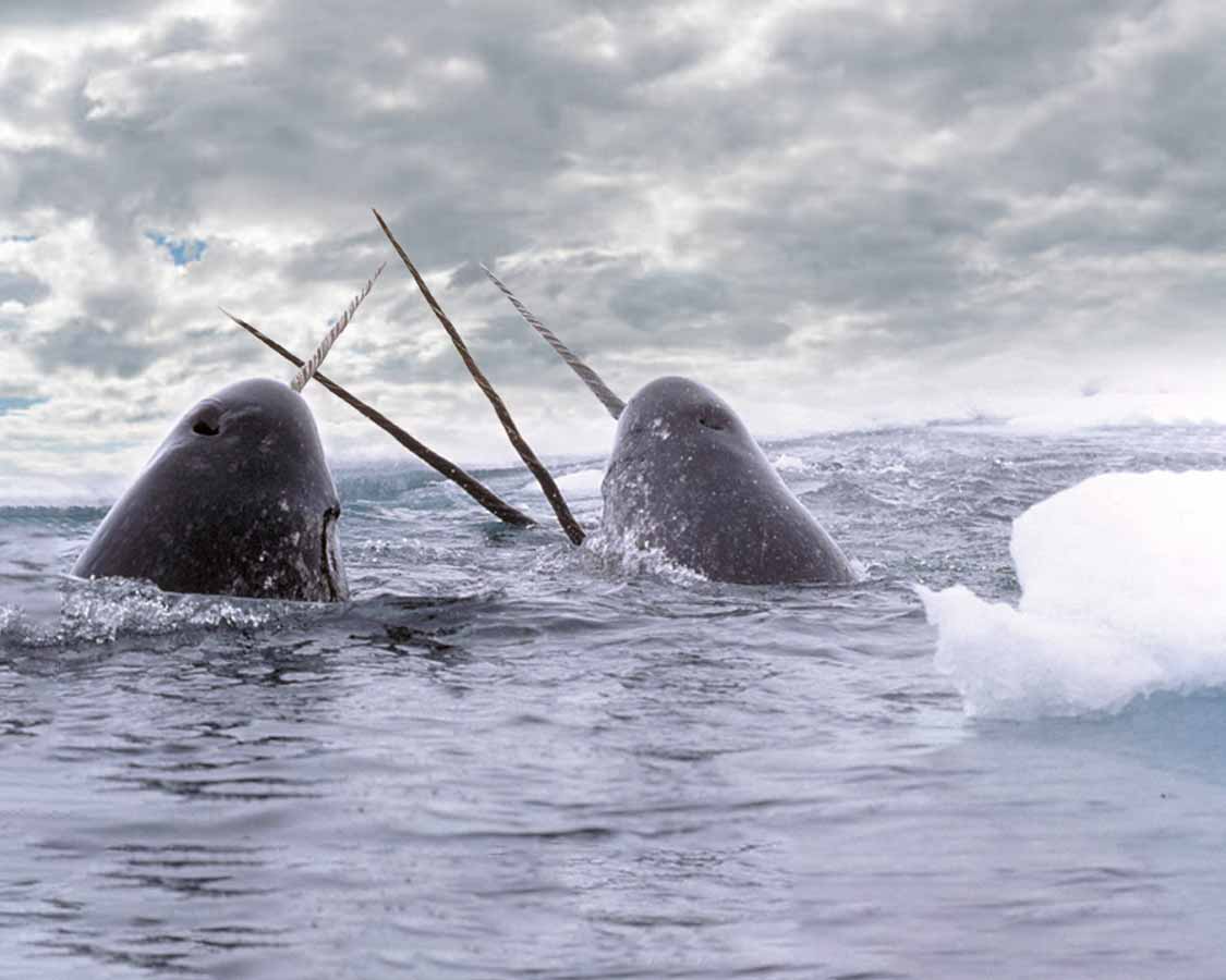 nunavut narwhal tour