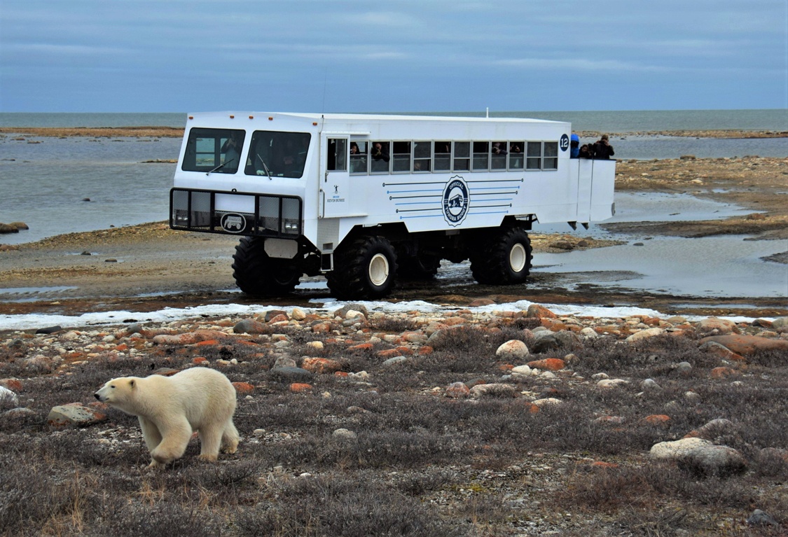 edmonton to churchill polar bear tours